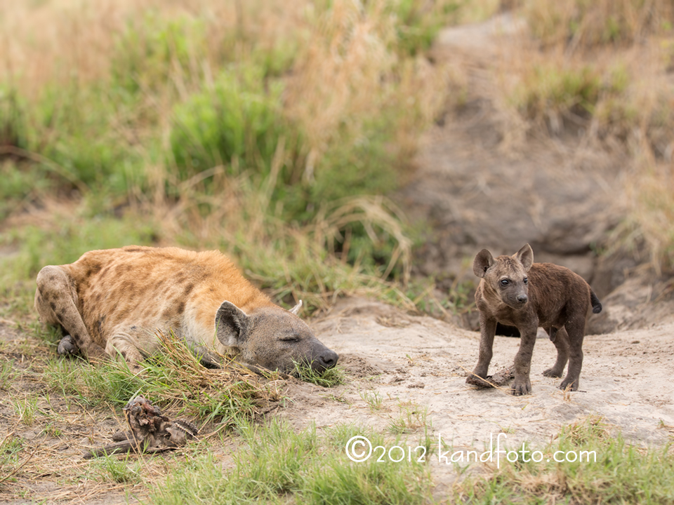 Hyena Pup