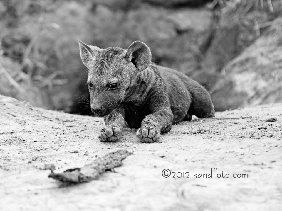 Close up of a Hyena Pup in Black & White