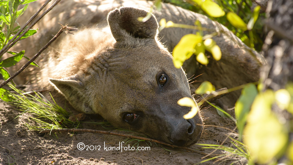 Siesta Time for Papa Hyena