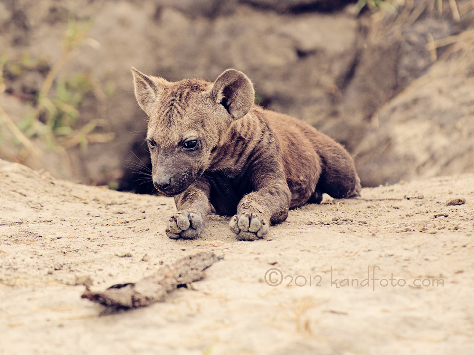 Close up of a Hyena Pup