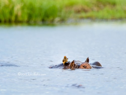 Red-billed Oxpecker and the Hippo