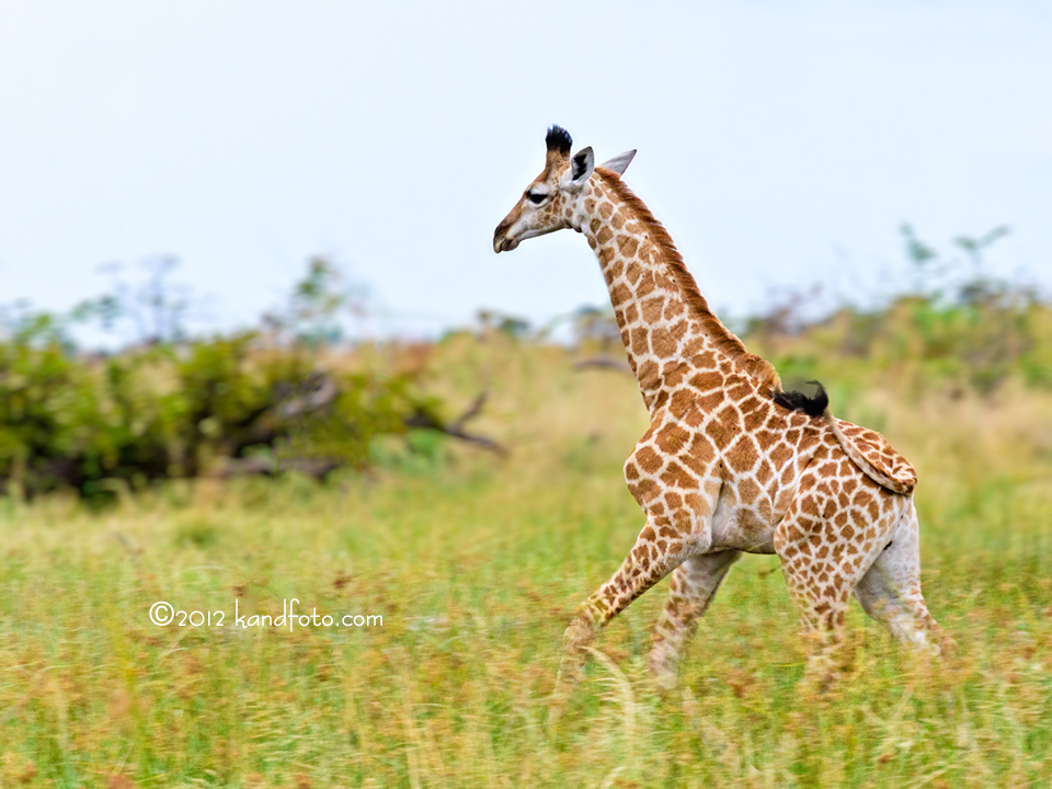 Baby Giraffe on the Run