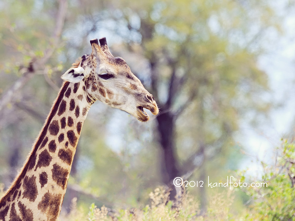 Closeup of a Giraffe