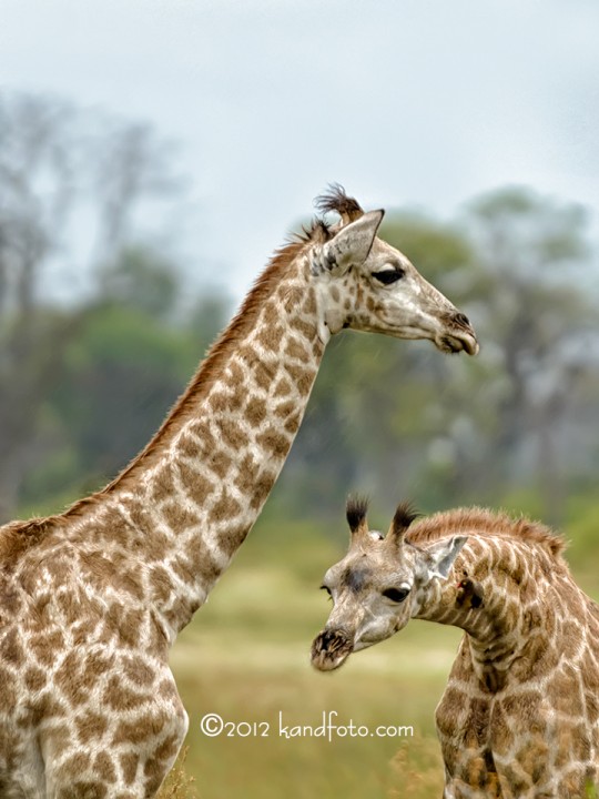 Twin_Giraffes