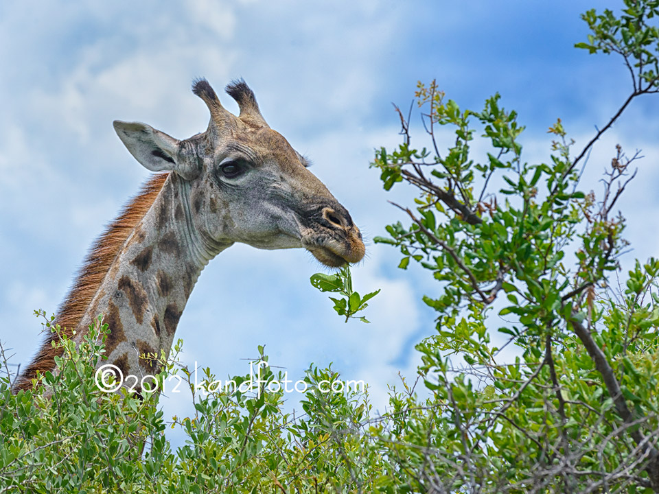 Giraffe Eating Leaves