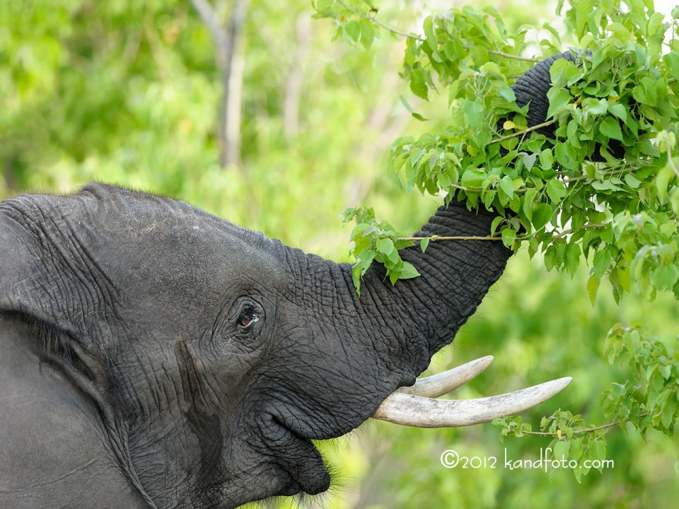 Bull feeding