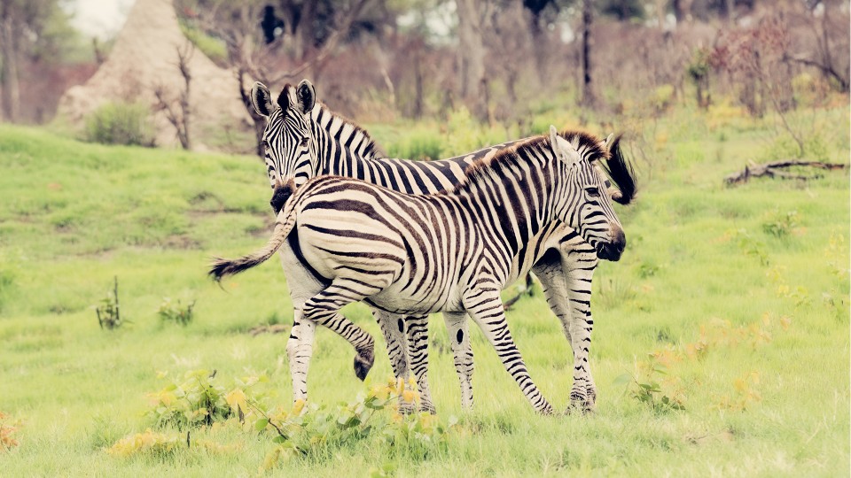 Zebra baby