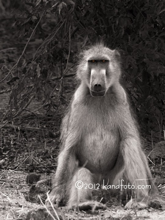 Male Baboon