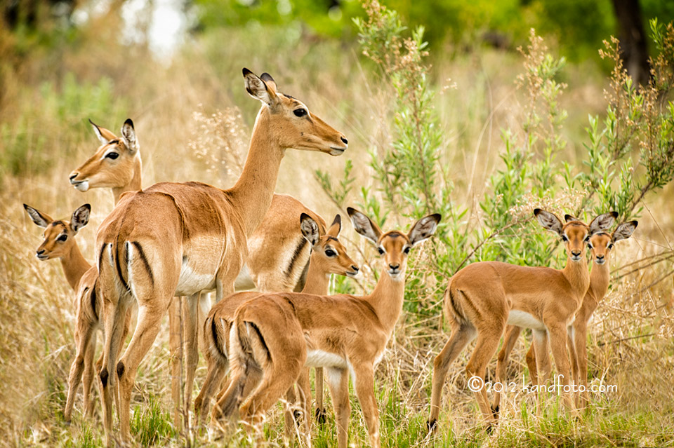 Impala Calves