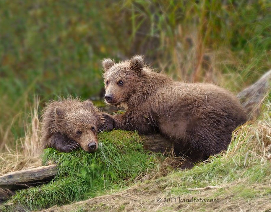 Two Cubs