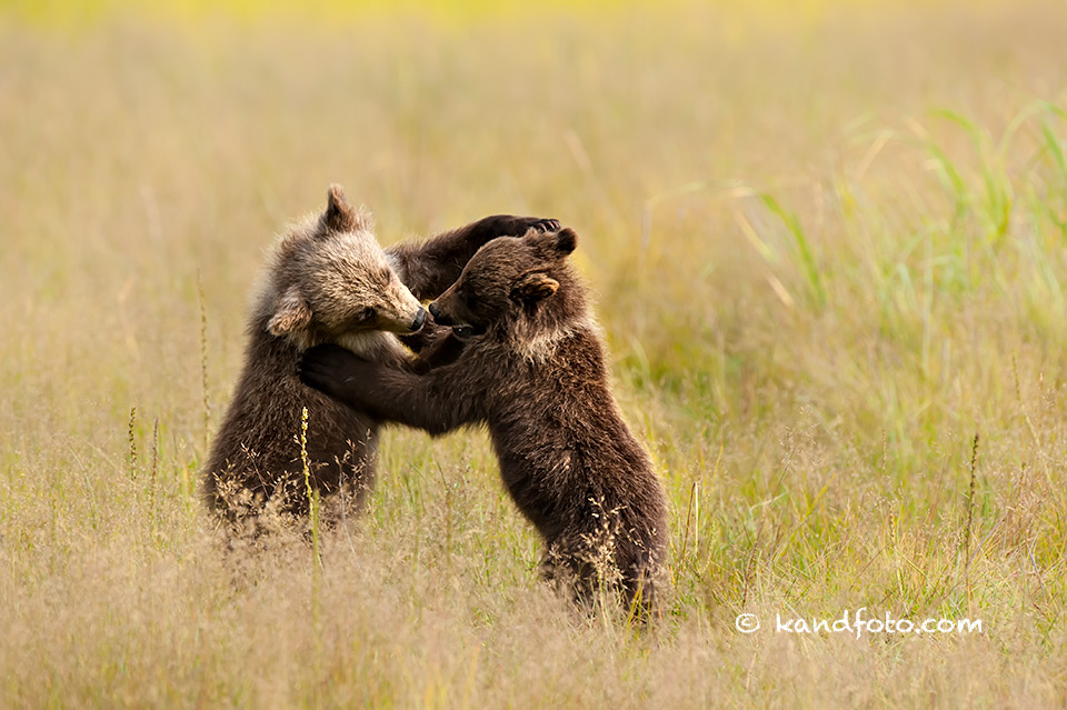 Cubs-playing.jpg