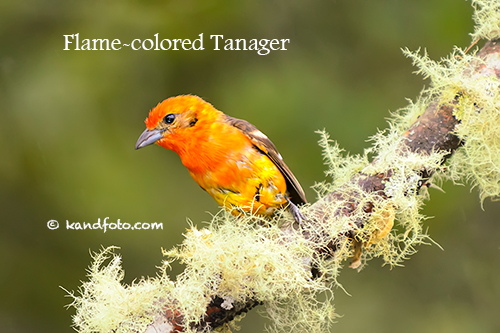 Flame-colored_Tanager-500.jpg