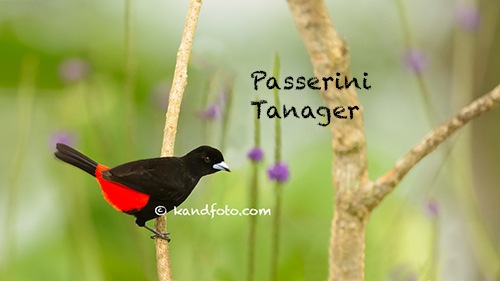 Passerini's_Tanager-500.jpg