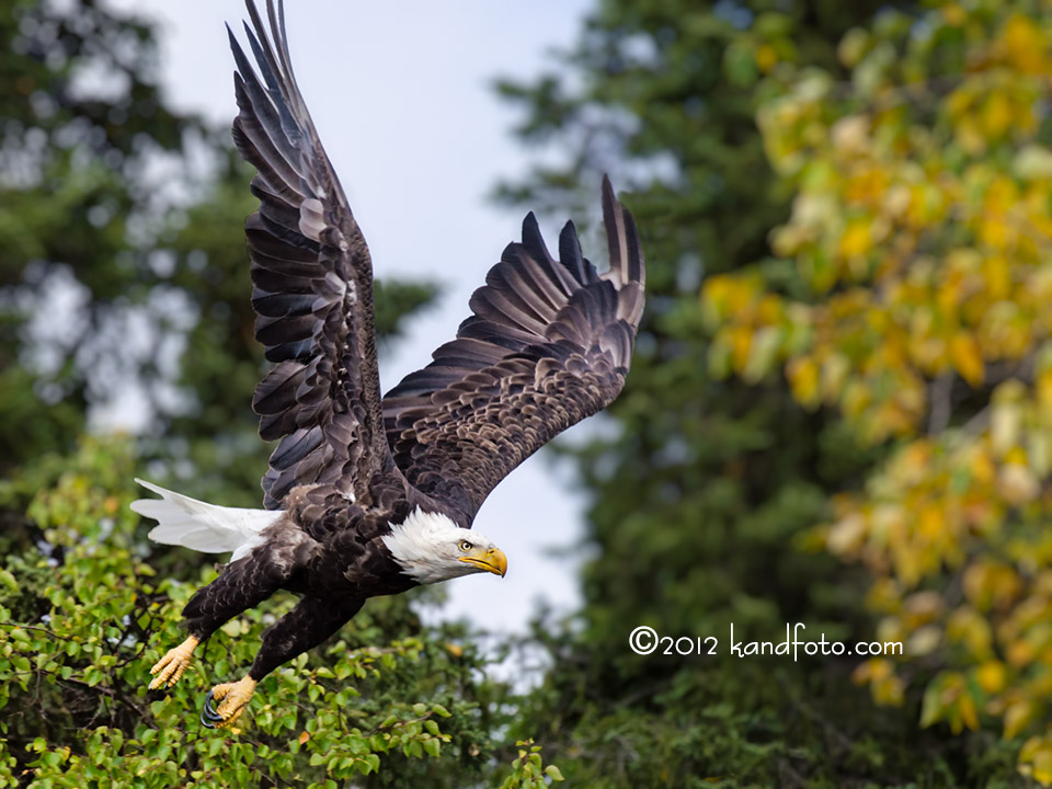 Flying Bald Eagle - southwestern Alaska