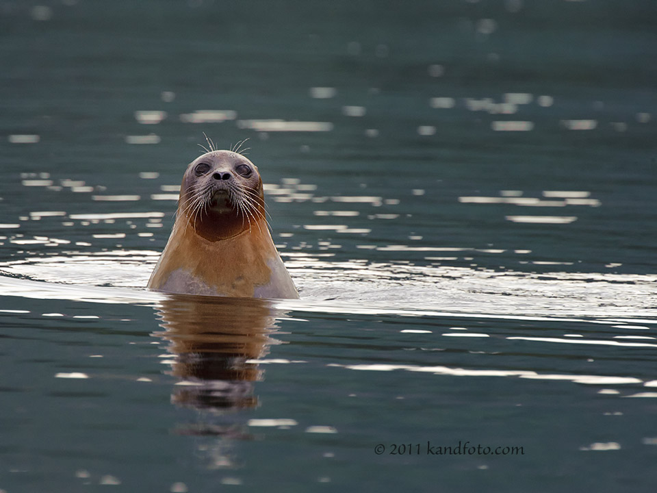Off course Harbor Seal near Dillingham, Alaska