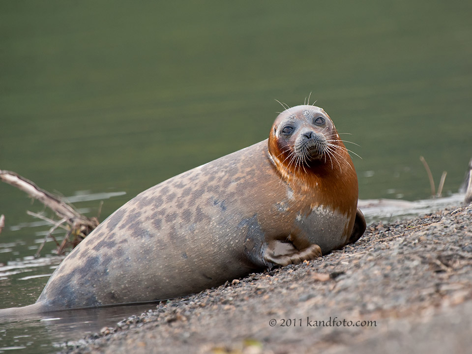 Harbor Seal on Lake Aleknagik, Alaska