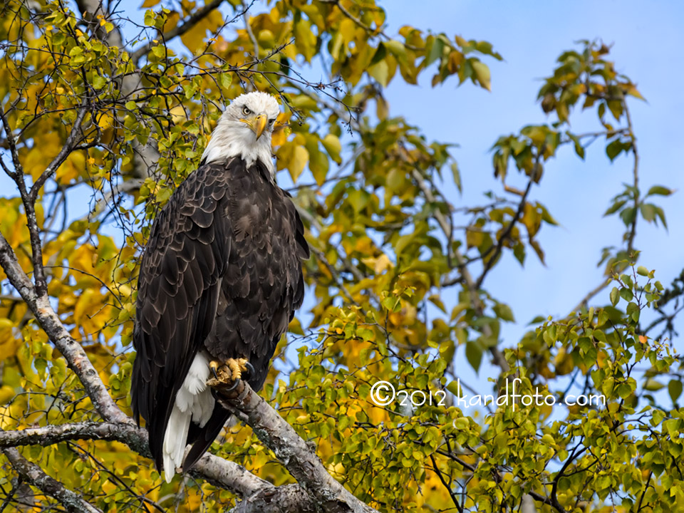 Bald Eagle perched - Alaska