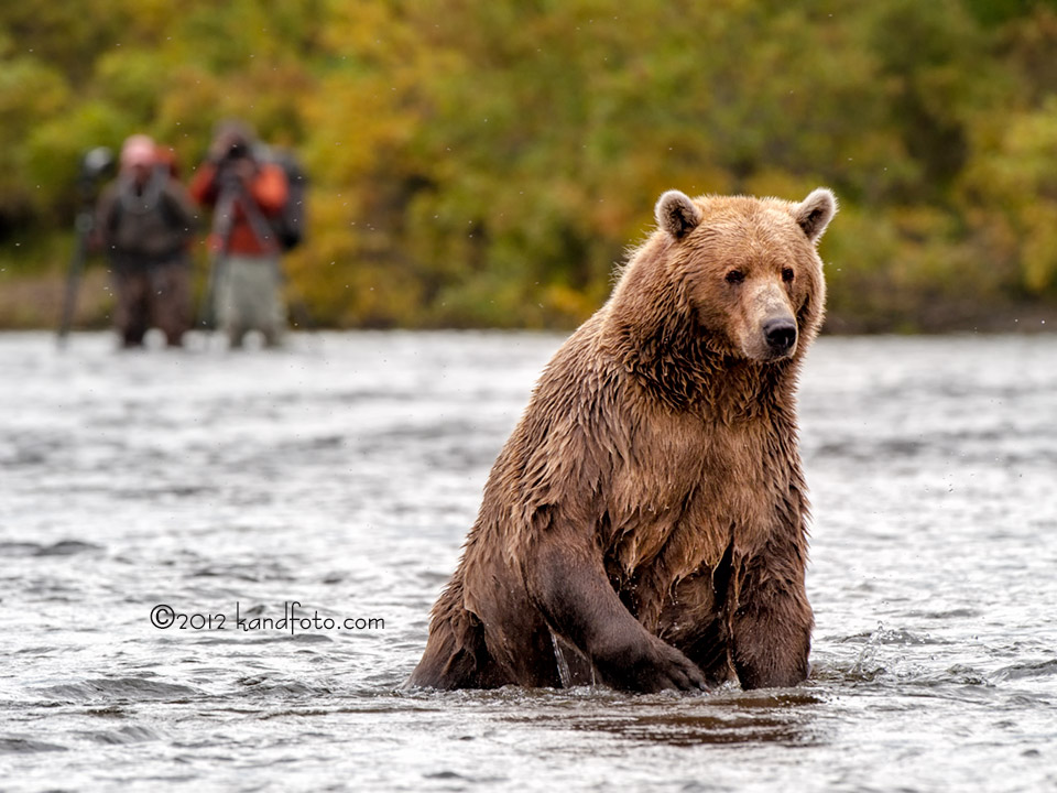 Photographers and bear in southwestern Alaska