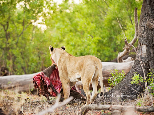 Lioness and her kill