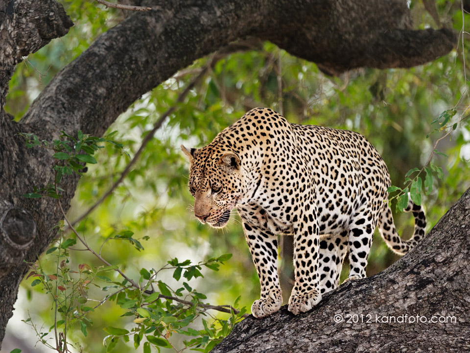 Female Leopard in Tree