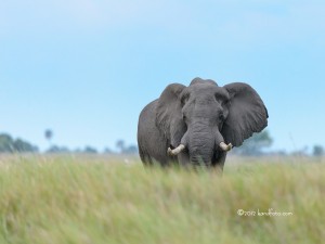 A Large Bull African Elephant alone on the Botswana grassland.