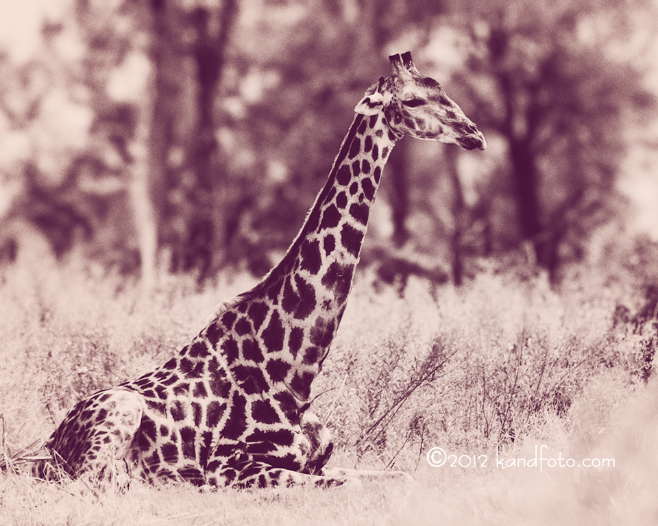 A giraffe laying down in the lush grassland of Botswana