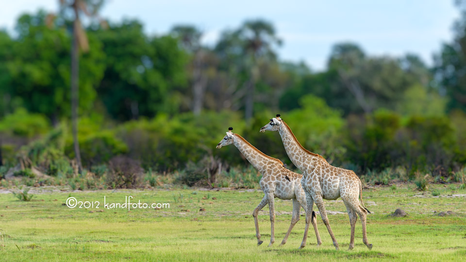 Giraffes loping across the Botswana plain