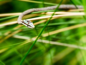 African Vine Snake is one of the little known highly poisonous snakes of Africa