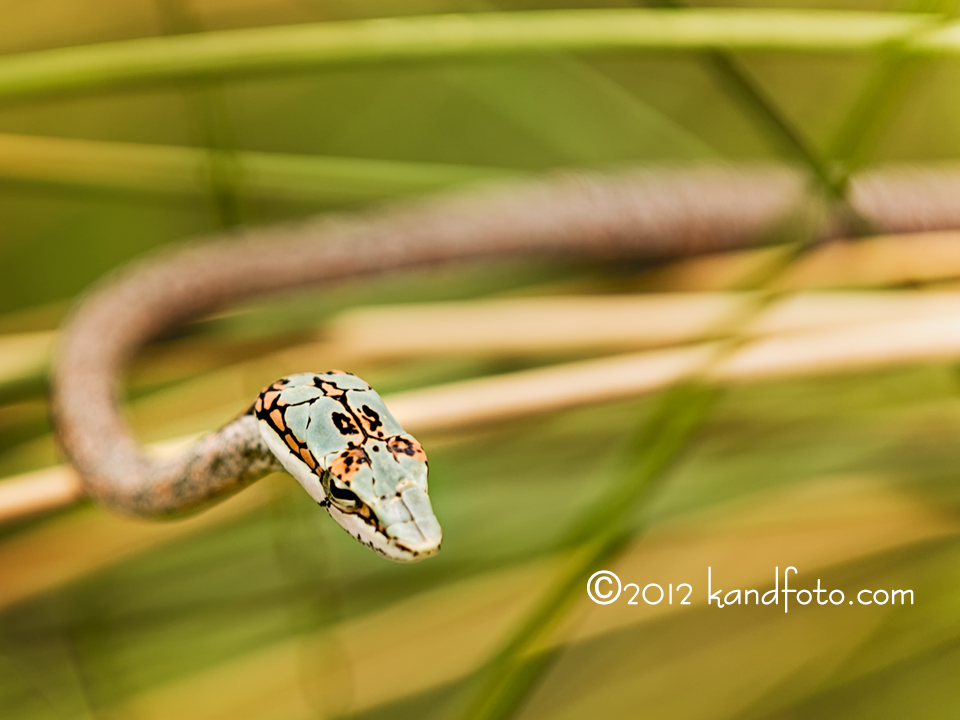 A highly poisonous Vine Snake lurking in the reeds