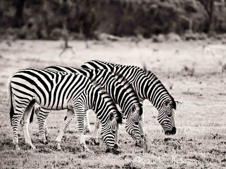 A Trio of Striped Zebras on the floodplains of the Okavango Delta