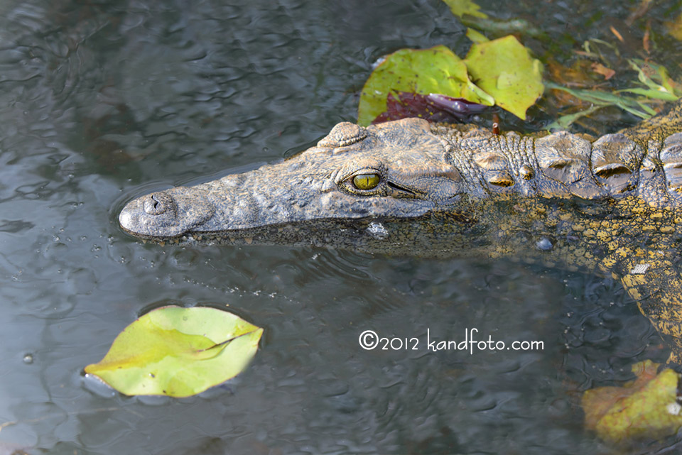 Crocodile in the water - Okavango River