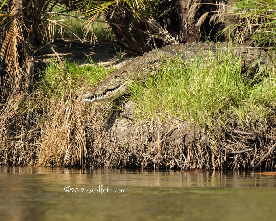 Crocodile on the bank - Okavango River