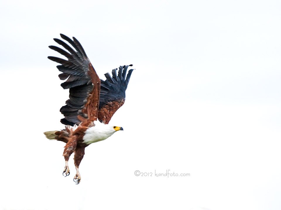 African Fish Eagle in flight along the Okavango River, Botswana