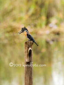 Male Giant Kingfisher