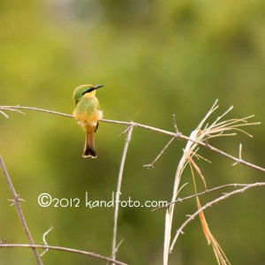 Green Bee-eater -African Bird