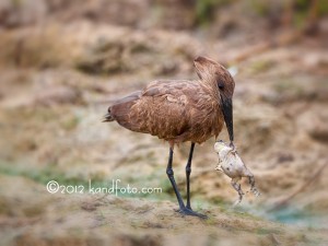 Hamerkop killing a frog