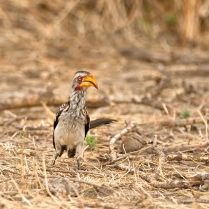 Red-billed Hornbill