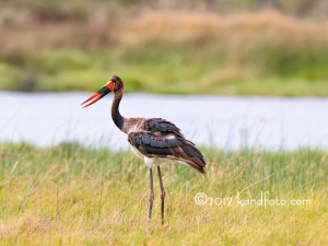 A juvenile Saddle-billed Stork near a pond in Botswana