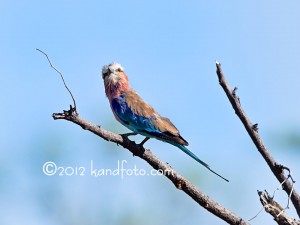 Lilacbreasted Roller - African Bird