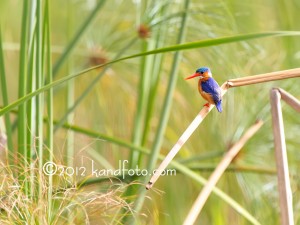 Malachite Kingfisher