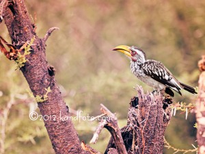 Red-billed Hornbill