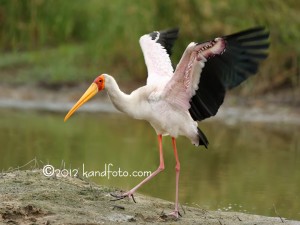 Wing flapping of Yellow-billed Stork