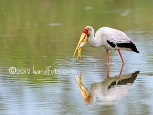 Yellow-billed Stork catching a fish