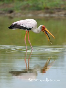 Yellow-billed Stork swallowing a fish - Botswana