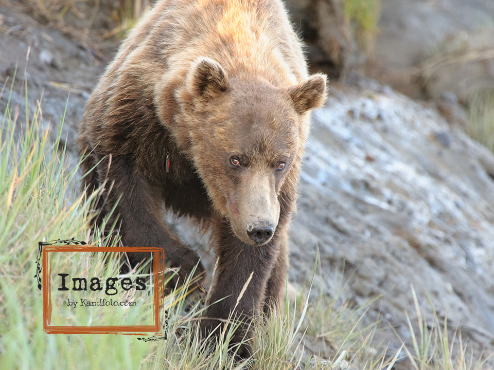 Brown Bear Boar making his way to the creek. Notice the tackle?