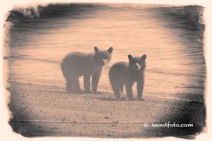 Brown Bear Cubs at the Water's Edge