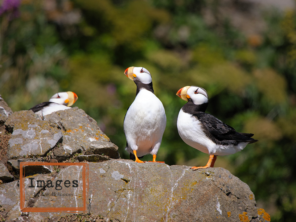 Breeding Horned Puffin adults
