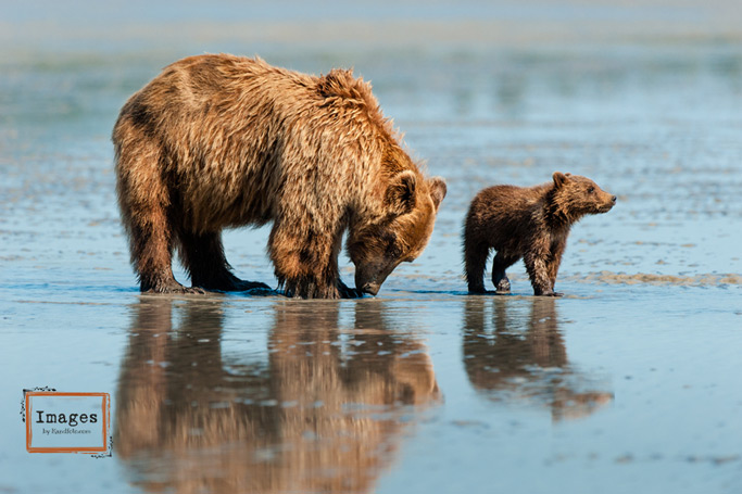 Coastal Brown Bear sow and cub clamming at Lake Clark National Park Alaska