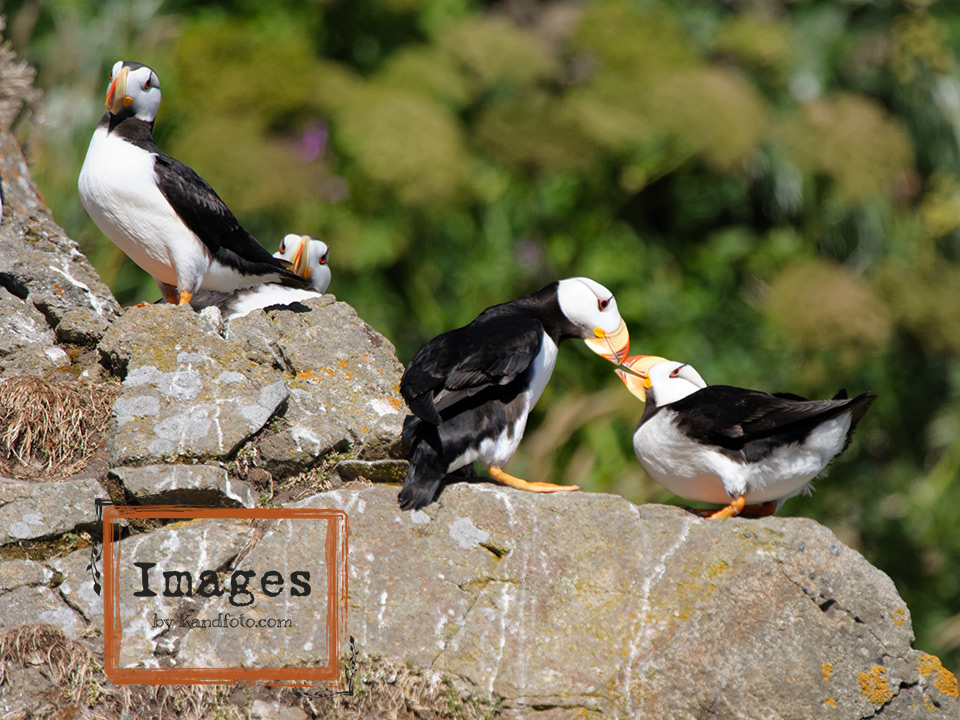 Nesting Horned Puffin Adults