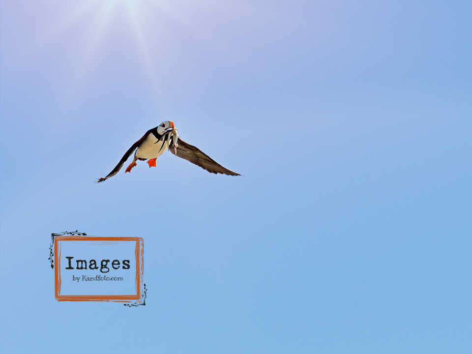 Horned Puffin with fish in Flight
